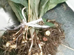 河北毛慈菇組培苗 毛慈菇苗子 毛慈菇苗多少錢一斤圖3
