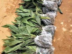 山東毛慈菇組培苗 毛慈菇苗怎么培植 毛慈菇會(huì)消苗嗎圖2