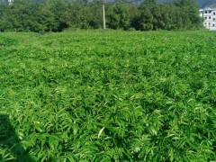 南充貴州花椒苗 求購(gòu)花椒苗 嫁接花椒苗