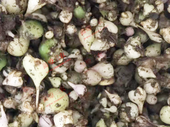陜西毛慈菇圖片大全價(jià)格 毛慈菇苗怎么培植 毛慈菇苗多少錢(qián)一斤圖1