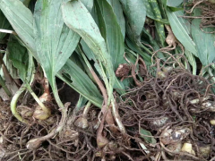 陜西毛慈菇圖片大全價(jià)格 毛慈菇苗怎么培植 毛慈菇苗多少錢(qián)一斤圖2