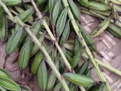 陜西毛慈菇圖片大全價(jià)格 毛慈菇苗怎么培植 毛慈菇苗多少錢(qián)一斤圖3