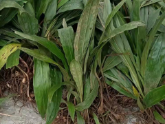 山東毛慈菇組培苗 毛慈菇苗怎么培植 毛慈菇會(huì)消苗嗎圖1