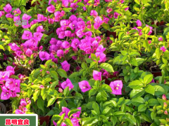 樂(lè)山福建三角梅價(jià)格 多色三角梅價(jià)格大全三角梅小苗的價(jià)格圖3