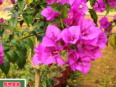 宜賓藍(lán)色三角梅價(jià)格 三角梅老樁價(jià)格三角梅盆景的價(jià)格圖3