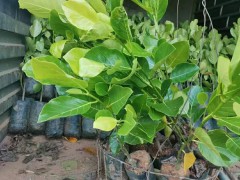 湖北菠蘿蜜苗哪個(gè)品種好 菠蘿蜜苗多少錢(qián)一棵 菠蘿蜜苗圖1