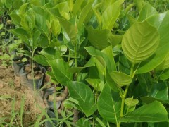 福建菠蘿蜜苗 菠蘿蜜苗多少錢一棵 菠蘿蜜苗圖片圖2