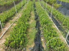四川菠蘿蜜苗怎么養(yǎng) 菠蘿蜜苗多少錢一棵 菠蘿蜜苗用什么肥料圖1