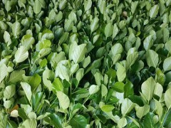 云南菠蘿蜜苗怎么養(yǎng) 菠蘿蜜苗種植技術(shù) 紅肉菠蘿蜜苗圖3