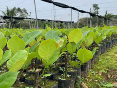 順昌長孟尖榴蓮蜜苗出售 榴蓮蜜苗有幾種 榴蓮蜜苗種植圖1