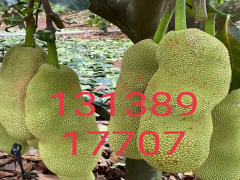 三江長(zhǎng)孟尖榴蓮蜜苗出售 榴蓮蜜苗價(jià)格 榴蓮蜜苗種植圖2