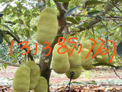 同安長(zhǎng)孟尖榴蓮蜜苗圖片 榴蓮蜜苗種植四年能結(jié)果嗎 榴蓮蜜苗種植圖3