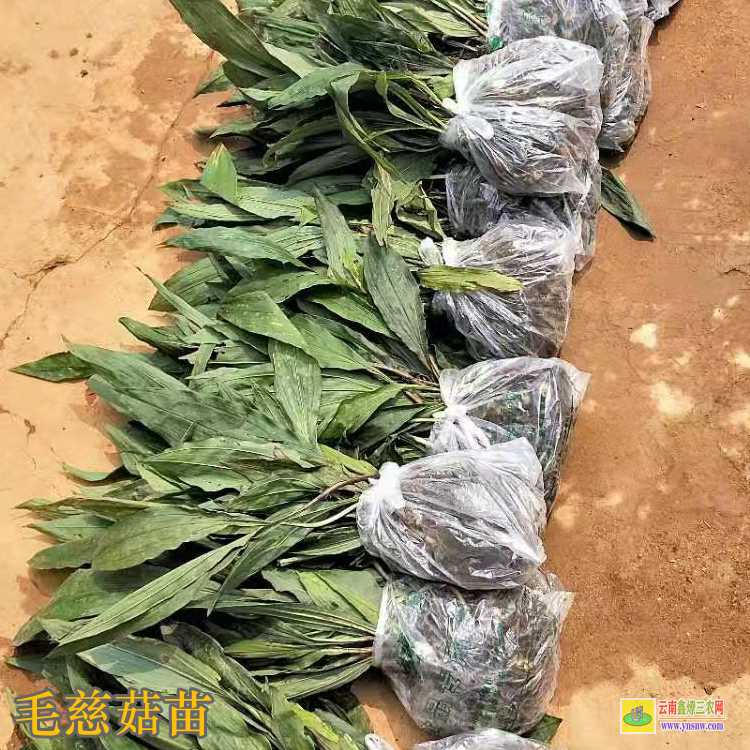 四川廣漢毛慈菇苗咋賣的呢 毛慈菇苗價(jià)格 毛慈菇苗子圖片