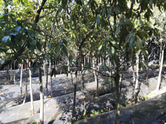 安徽五河羊肚菌批發(fā) 大棚羊肚菌種植技術(shù) 綿陽羊肚菌種植基地圖1