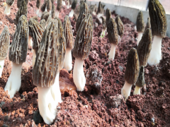 浙江長興羊肚菌栽培生產(chǎn)成本 羊肚菌種植技術(shù) 綿陽羊肚菌種植基地圖3