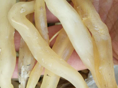 南寧西鄉(xiāng)塘哪種藥材國家緊缺需大量種植 商洛天冬樹苗批發(fā)價格 重慶天冬苗批發(fā)價圖2