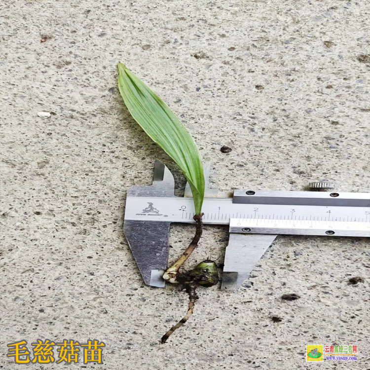 宜昌五峰毛慈菇鮮貨多少錢一斤 毛慈菇價格有什么功效 毛慈菇價格2021年12月