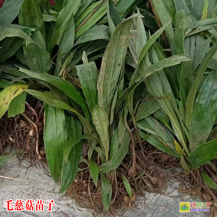 廣東梅縣獨(dú)蒜蘭苗價(jià)格 毛慈菇價(jià)格干貨多少一公斤 毛慈菇價(jià)格2021恩施