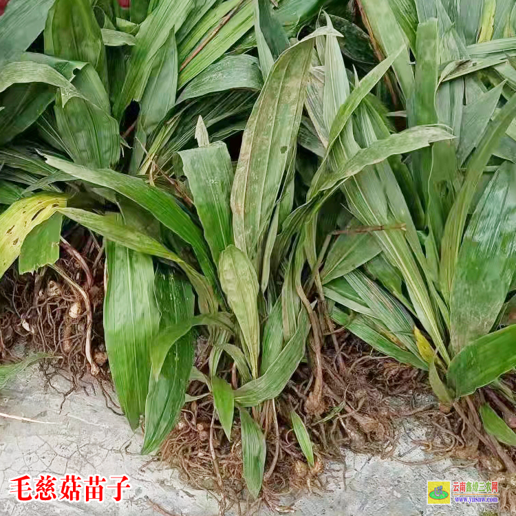 廣東梅縣獨(dú)蒜蘭苗價(jià)格 毛慈菇價(jià)格干貨多少一公斤 毛慈菇價(jià)格2021恩施