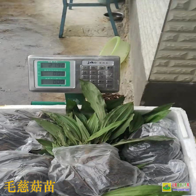 宜昌伍家崗獨蒜蘭鮮貨多少錢一斤 毛慈菇價格多少錢一斤 毛慈菇價格2021年12月