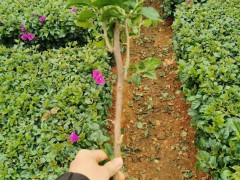 威信小苗三角梅的價格 三角梅的價格多少 10公分三角梅價格表圖3