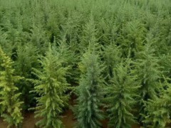 冬棗苗怎么樣?哪里適合種植圖2