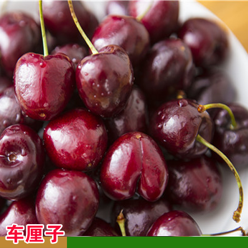 曲靖車(chē)?yán)遄訕?shù)苗栽培方法 成都車(chē)?yán)遄訕?shù)苗 重慶車(chē)?yán)遄訕?shù)苗基地