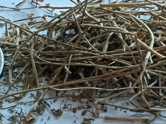 四川綿陽燈盞花價格| 燈盞花價格及種植方法| 燈盞花收購廠商圖1