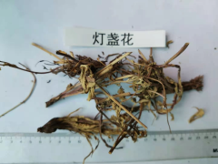 云南德宏燈盞花價(jià)格及種植方法| 燈盞花價(jià)格及種植方法| 廠商圖3