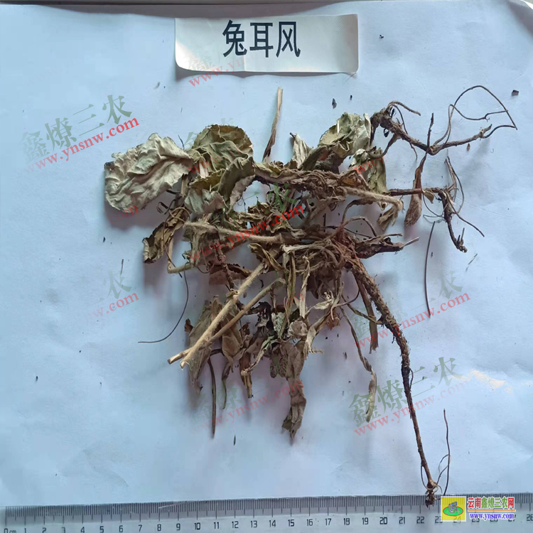 北京今日兔耳風(fēng)市場(chǎng)價(jià)| 兔耳風(fēng)批發(fā)價(jià)格| 兔耳風(fēng)價(jià)格查詢網(wǎng)