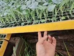 文山西疇蔬菜種苗公司| 云南小鐵頭苗 大白菜的幼苗期圖1