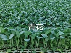 昭通威信云南優(yōu)質(zhì)蔬菜苗| 大白菜苗產(chǎn)量 云南本地大白菜圖1