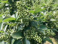 德欽花椒苗哪里買|云南花椒苗批發(fā)|花椒苗批發(fā)基地圖1