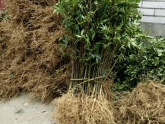 南華花椒苗價(jià)格多少錢一棵|四川花椒苗批發(fā)|花椒苗怎么種植圖1