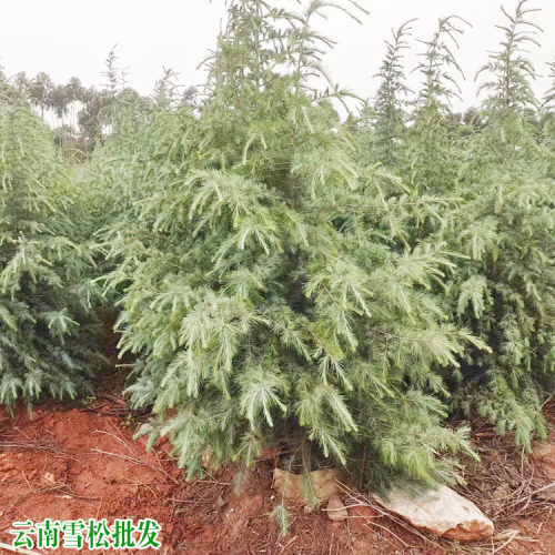 德宏盈江揚(yáng)州雪松苗價(jià)錢 瀾滄雪松苗地址 1米高雪松苗價(jià)格