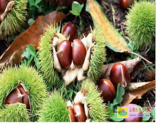 迪慶德欽今年板栗苗價(jià)格多少|(zhì)2022年板栗苗批發(fā)|板栗苗基地