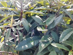 保山施甸枇杷苗種植|正宗蒙自枇杷苗|紅河枇杷苗基地圖1