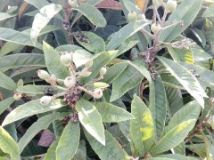昭通昭陽枇杷苗的種植方法|正宗蒙自枇杷苗|枇杷苗批發(fā)價格查詢圖1