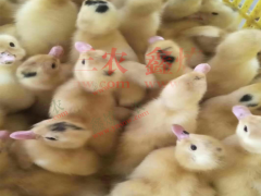 云南哪里有鵝苗賣(mài)_鵝苗便宜批發(fā)價(jià)格圖2