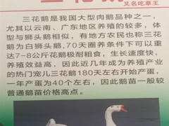 云南哪里有鵝苗賣(mài)_鵝苗便宜批發(fā)價(jià)格圖3