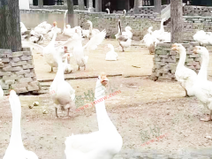 肉鵝價格_肉鵝價格低_肉鵝苗價格圖1