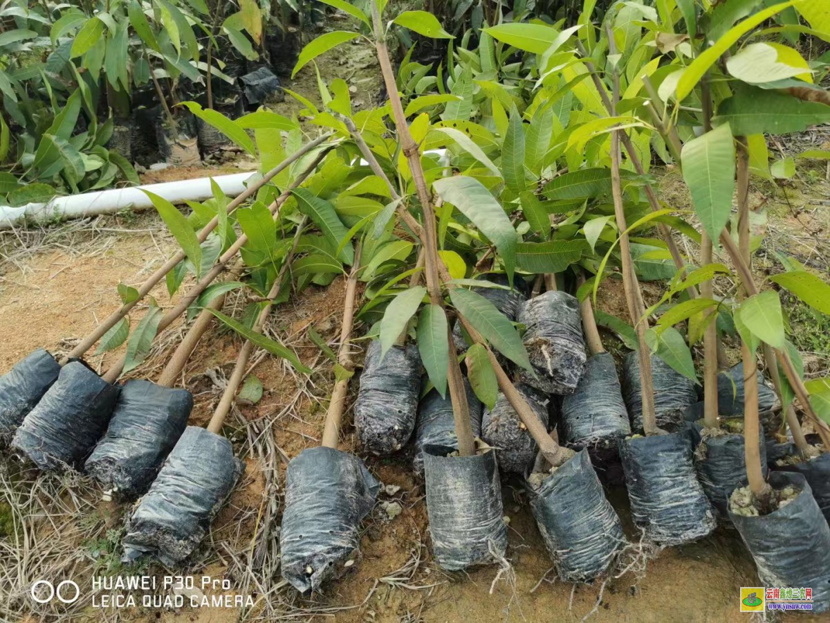 云南芒果苗價(jià)格80公分高|芒果苗種植技術(shù)|芒果樹苗價(jià)格