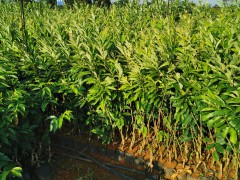 板栗苗哪個(gè)品種好 板栗苗木供應(yīng)信息 板栗苗批發(fā)多少錢(qián)一棵圖3