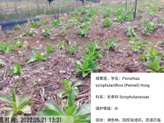 胡黃連與黃連的區(qū)別| 胡黃蓮苗價(jià)格| 胡黃蓮苗廠家價(jià)格圖2