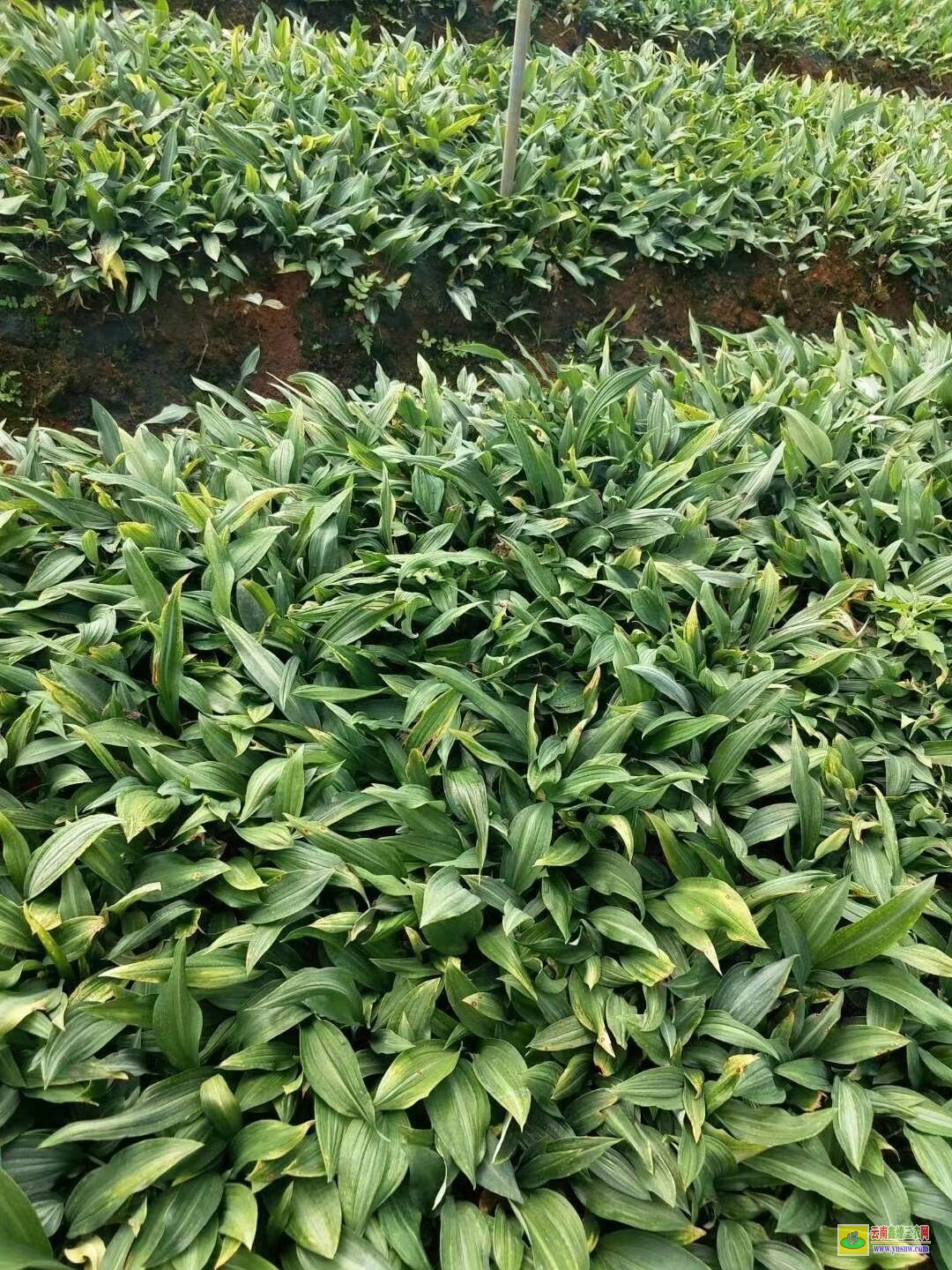 肇慶高要黃精苗批發(fā)市場價格| 黃精苗 黃精苗批發(fā)
