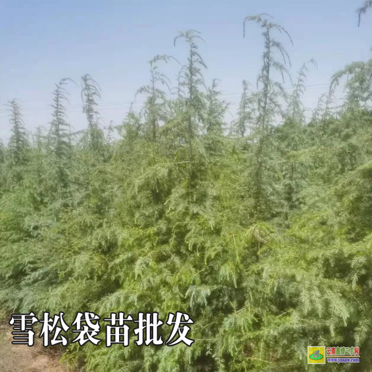 云南5米雪松報(bào)價(jià)|雪松常用規(guī)格|紅雪松規(guī)格