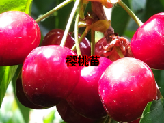 普洱景谷櫻桃苗長(zhǎng)什么樣子圖片| 云南櫻桃苗木價(jià)格表櫻桃苗盆栽圖1
