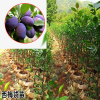曲靖云南西梅苗技術(shù)資料| 1年西梅苗價(jià)格| 西梅苗木栽培