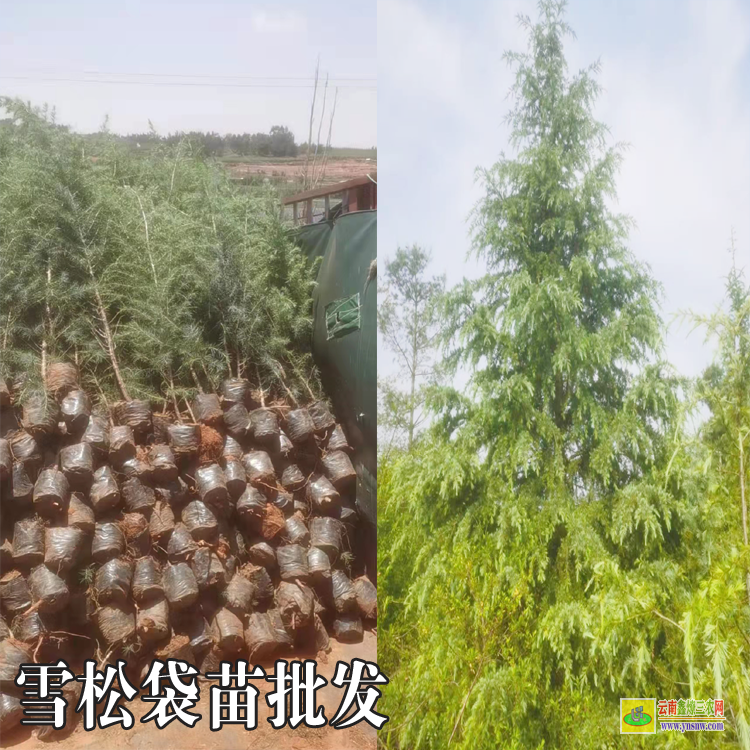 云南雪松苗木表|雪松苗木標準|雪松苗木批發(fā)價格