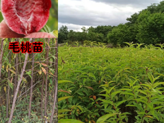 迪慶毛桃苗可以嫁接什么果樹| 毛桃苗價格| 毛桃苗出售圖1